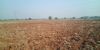 Picture of Agriculture land for sale at Dhone in Kurnool dist-Andhra Pradesh