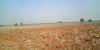 Picture of Agriculture land for sale at Dhone in Kurnool dist-Andhra Pradesh