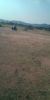 Picture of Agriculture land for sale at Dhone in Kurnool dist-Andhra Pradesh