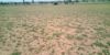 Picture of Agriculture land for sale at Dhone in Kurnool dist-Andhra Pradesh